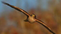 Yukarı bak İstanbul