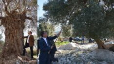 Zeytin ağaçlarımız katlediliyor paylaşımı yapan Tarkan’a Milas Belediyesi’nden davet