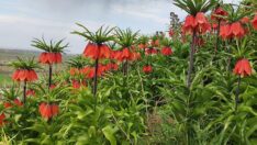 15 gün yaşıyor… Koparmanın cezası 109 bin lira