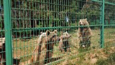 4 aylık ‘Cihangir’ dansçı ayı barınağının maskotu oldu