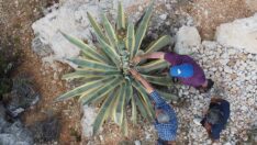 50 yıldır kimse fark etmiyordu, 25 günde 4 metreyi aştı