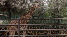 6 yıl sonra eş bulunan Şakir’in baba olması için çalışılıyor