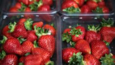 ABD’de Hepatit A endişesi: Ünlü marketlerden alınan çileklerde çıktı