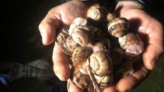 Adana’da salyangoz toplayıp satıyorlar