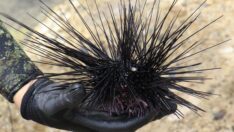 Akdeniz’de istila tehlikesi! Ege kıyılarına kadar yayıldı