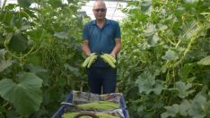 Almanlara kilosunu 30 TL’den satıyor