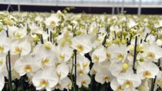 Anneler Günü’nde en ucuz orkide 150 TL