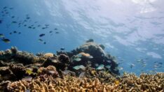 Araştırmacılar küresel ısınma için alarm veriyor: Deniz yaşamı tehlikede