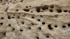 Arı kuşlarının yaptığı yuvalar ilginç görüntüler oluşturdu