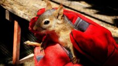Arka ayaklarından felçli olarak bulunan sincap tedaviye alındı