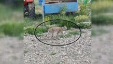 Bahçede vaşak sürprizi