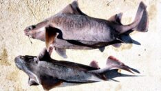 Balıkçının ağına takıldı! Hem korkuttu hem şaşırttı