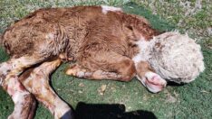 Başsız doğan buzağı şaşırttı