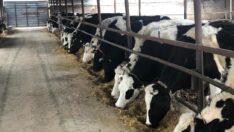 Besiciler uyardı: 3-5 gün sonra memlekette hayvan bulamayacağız