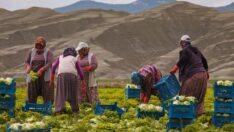 Betonu değil tarımı destekleyin