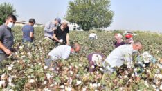 Beyaz altın diyarı Adana, pamuk üretiminde 6. sıraya geriledi