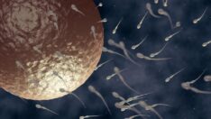 Bilimsel araştırma: Kilo vermek sperm sayısını iki katına çıkarabilir