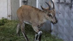 Bitkin halde bulunan yaban keçisi koruma altına alındı