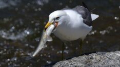 Bu balıkları avlamak sadece martılara serbest