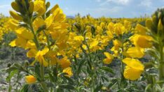 Bu bitkiyi koparmanın cezası 109 bin TL