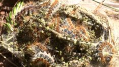 Büyükada’da panik! ‘Hem doğaya hem de insana zararlı’