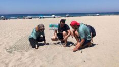 Caretta caretta yasağı: Üç sahile gece girmenin cezası 109 bin lira