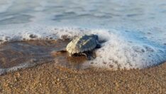 Caretta carettalar bu yıl iki hafta gecikti