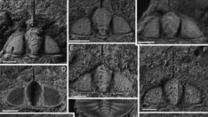 Çin’de trilobit fosili bulundu