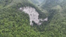 Çin’de yeraltında binlerce yıllık orman bulundu