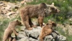 ‘Dağların oğlu’ yaban hayatta ayılarla yan yana