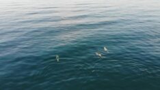 Denizlerin derinlerinde yaşayan canlılar su yüzeyinde görüntülendi