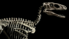 Dinozor iskeleti 12.4 milyon dolara satıldı