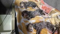 Doğaseverler mutlu: 3 sağlıklı Asya çitası doğdu