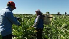 Enginar tarlada 2,5 lira pazarda 15 lira