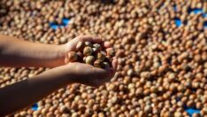 Fındık üretiminde alarm: Çiftçi fiyat beklentisini açıkladı