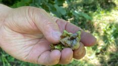 Fındıkta yüzde 40 rekolte kaybı bekleniyor