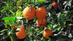 Finike portakalı için tehlike çanları