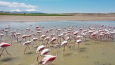 Flamingoların Aksaray molası