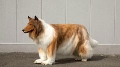 Görenler gerçek sanıyor: Köpek gibi yiyor, içiyor, oynuyor