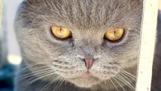 Hırsız çaldığı kedi Oscar’ı taksiyle geri gönderdi