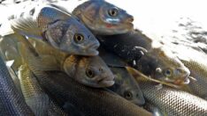 İnci kefalinin üreme göçü su altından görüntülendi