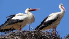 İsmayıl ve Fatme 10 yıldır aynı direğe yuva kuruyor