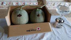 Japonya’daki açık artırmada 2 adet kavun 387 bin liraya satıldı