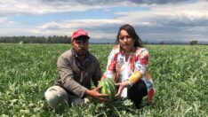 Karpuza maliyet ve ithalat darbesi