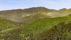 Kaz Dağları’nda polen fırtınası