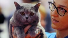 Kedi güzellik yarışması kıyasıya rekabete sahne oldu