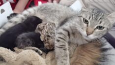 Kedi, tavşan yavrusuna annelik yapıyor