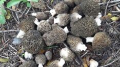 Kilosu 350 lira! Toplamaya başladılar