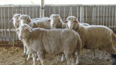 “Konya havzasındaki küçükbaş sayısında yüzde 60 azalma var”