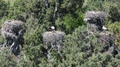 Konya’da kuluçkaya yattılar: 10 bin geldiler 20 bin dönecekler